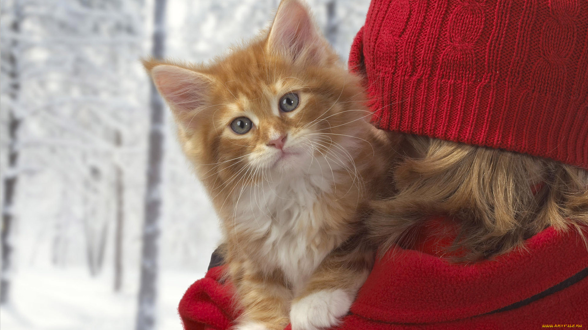 животные, коты