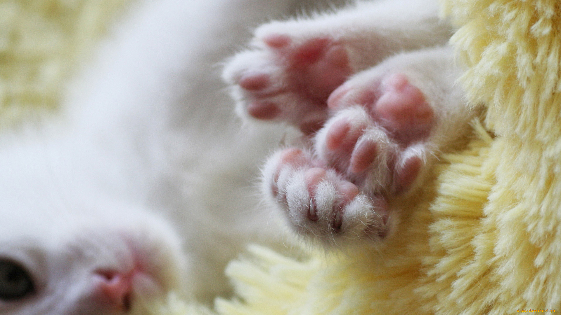 животные, коты