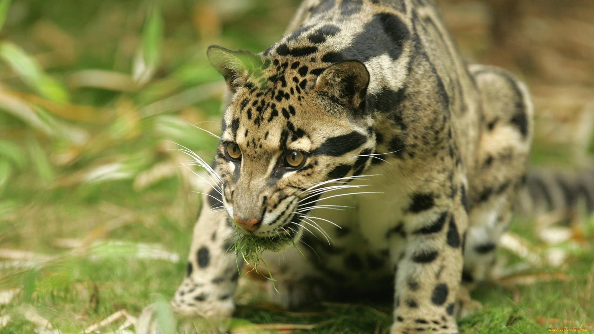 животные, леопарды, оцелот