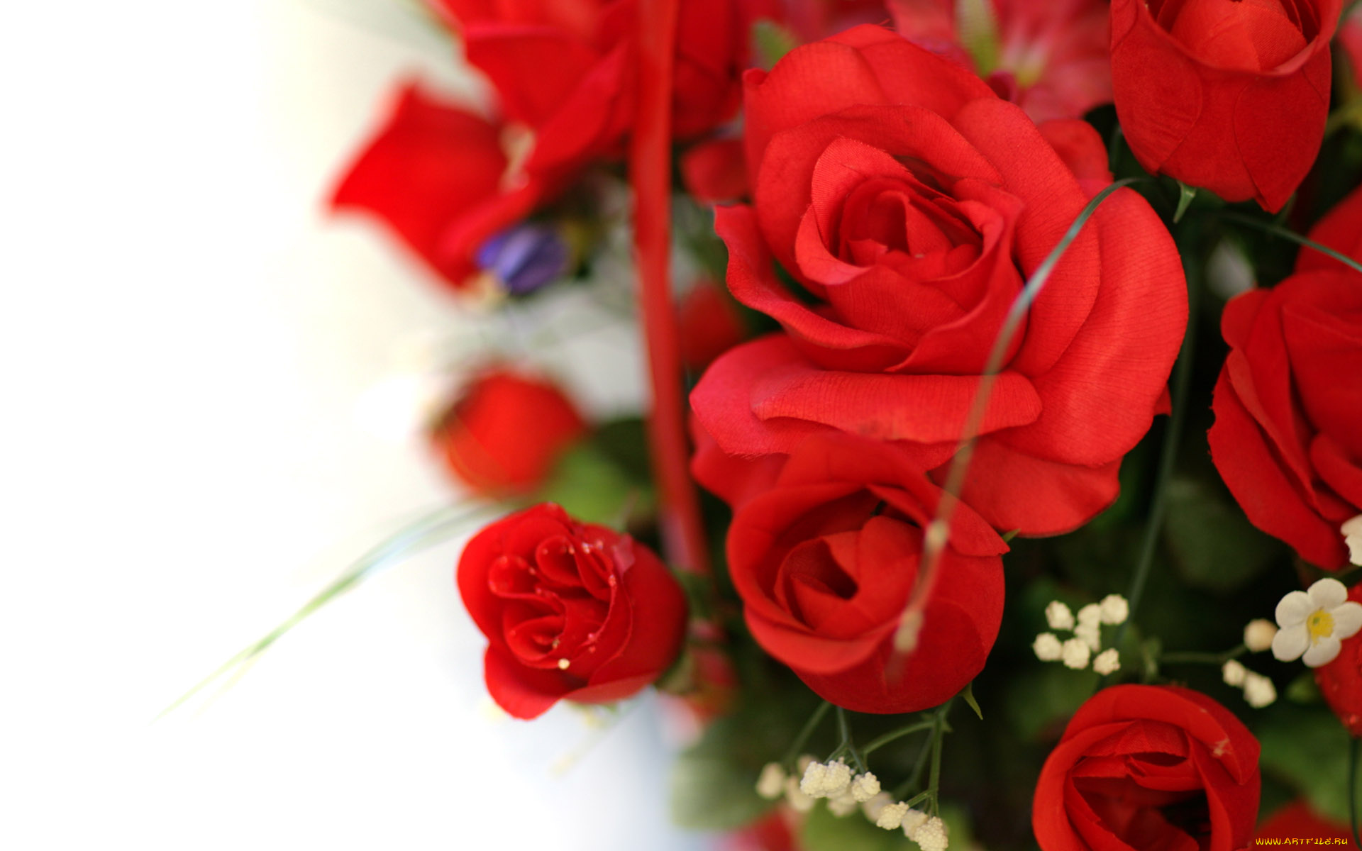 цветы, розы