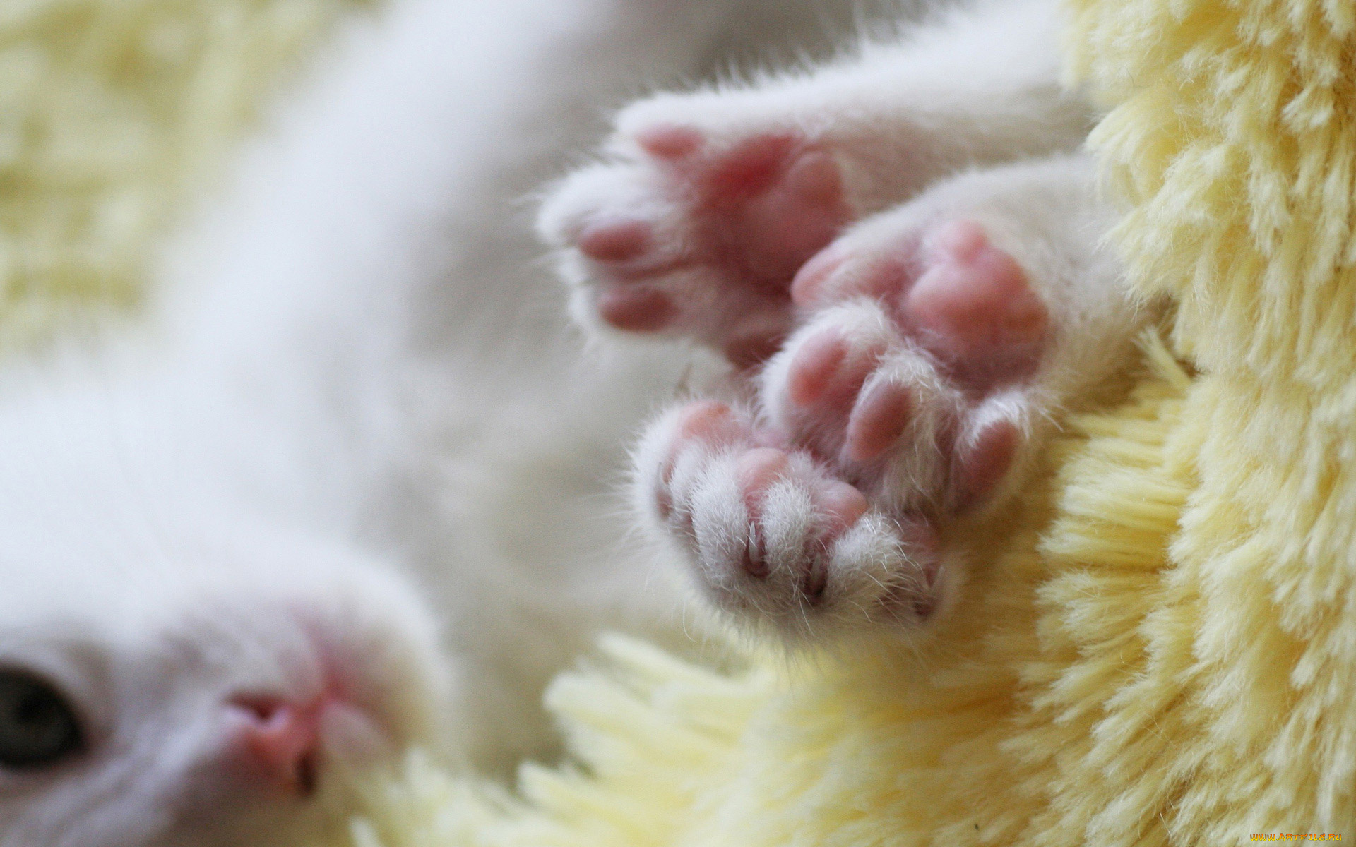 животные, коты