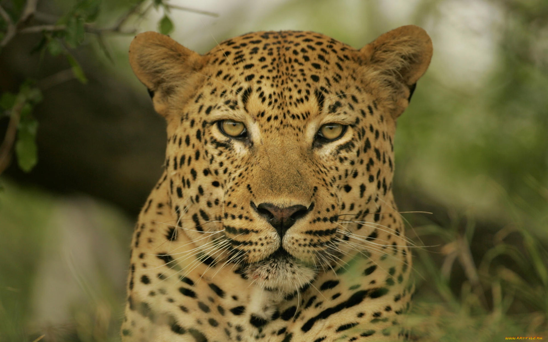 животные, леопарды