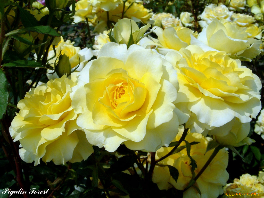 цветы, розы