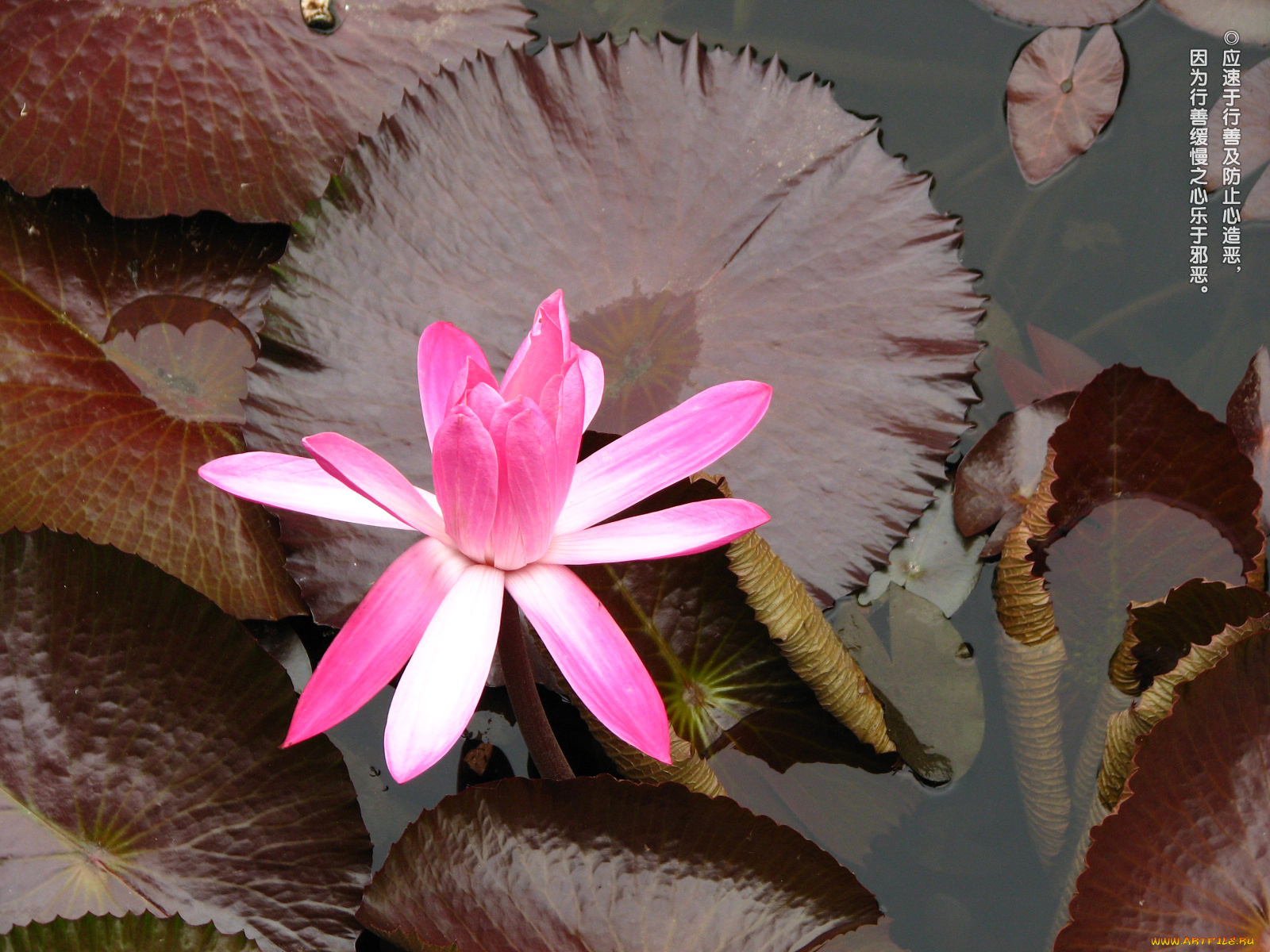 цветы, лилии, водяные, нимфеи, кувшинки