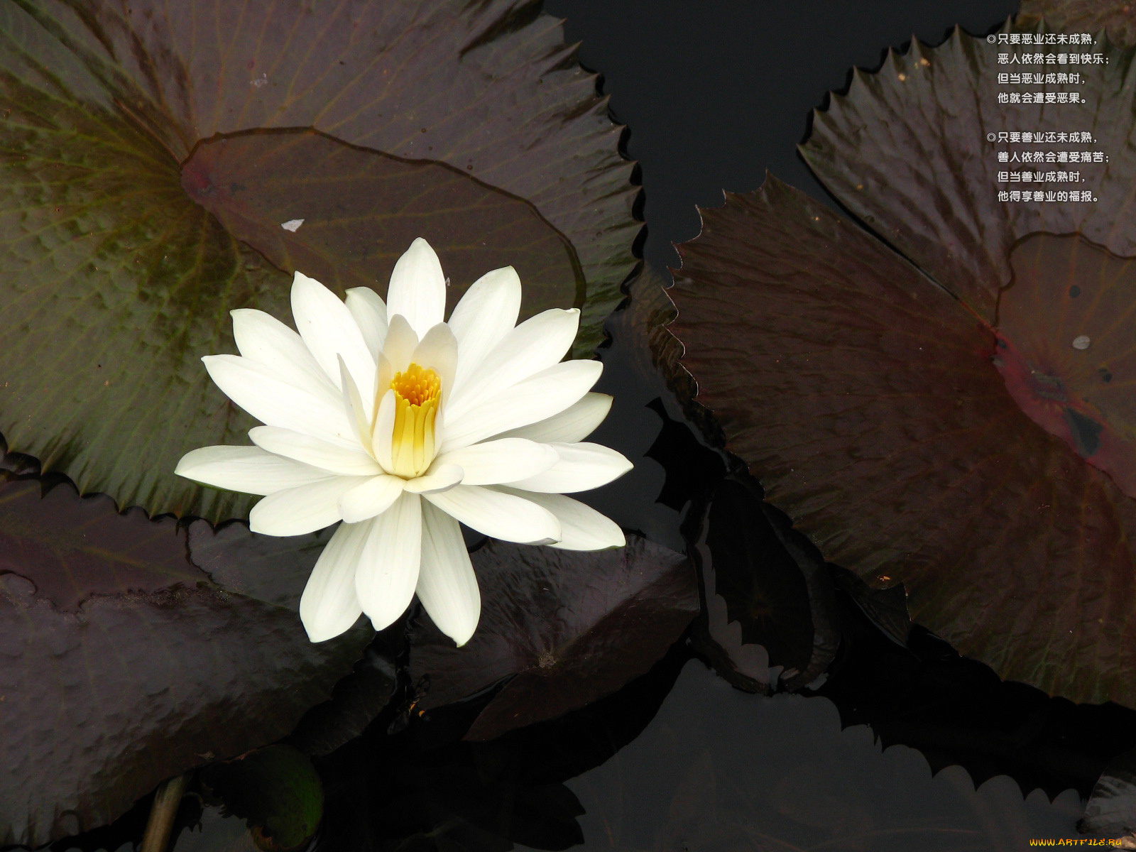 цветы, лилии, водяные, нимфеи, кувшинки