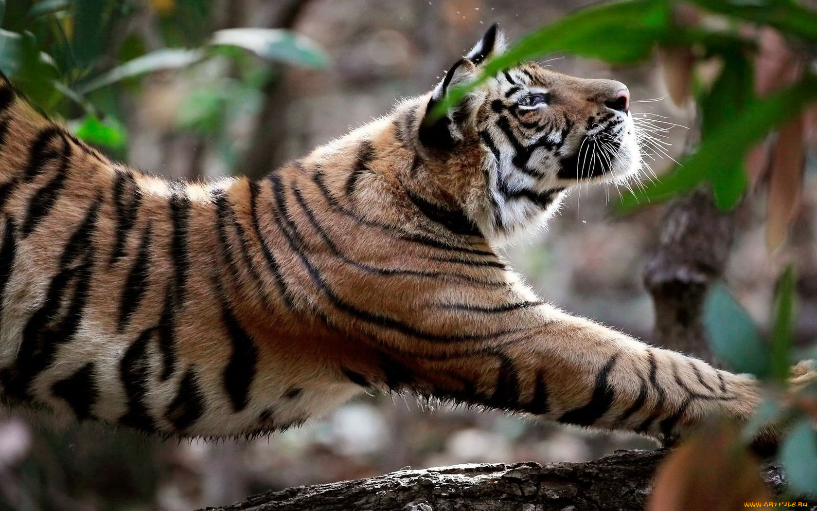 животные, тигры