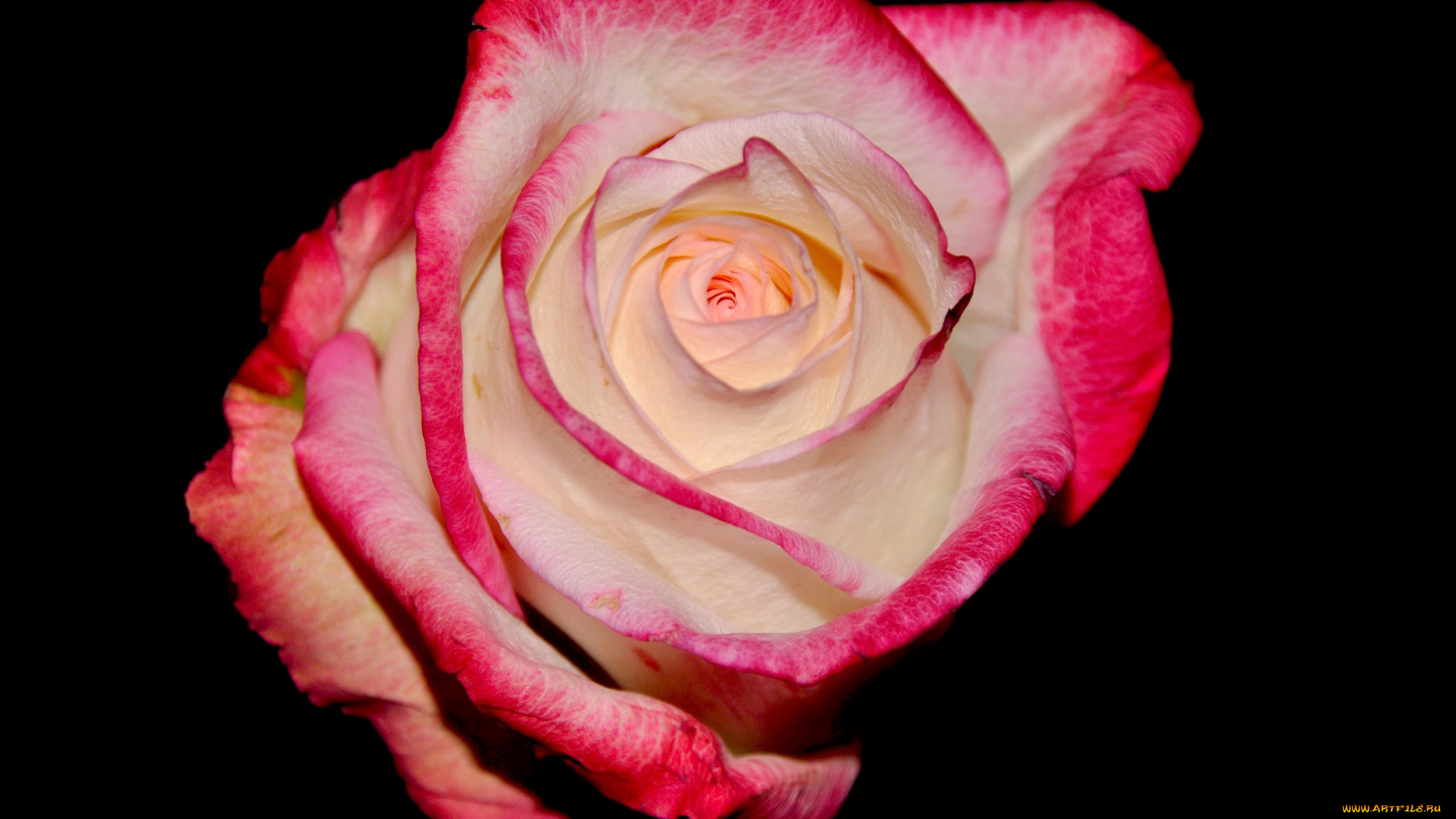 цветы, розы