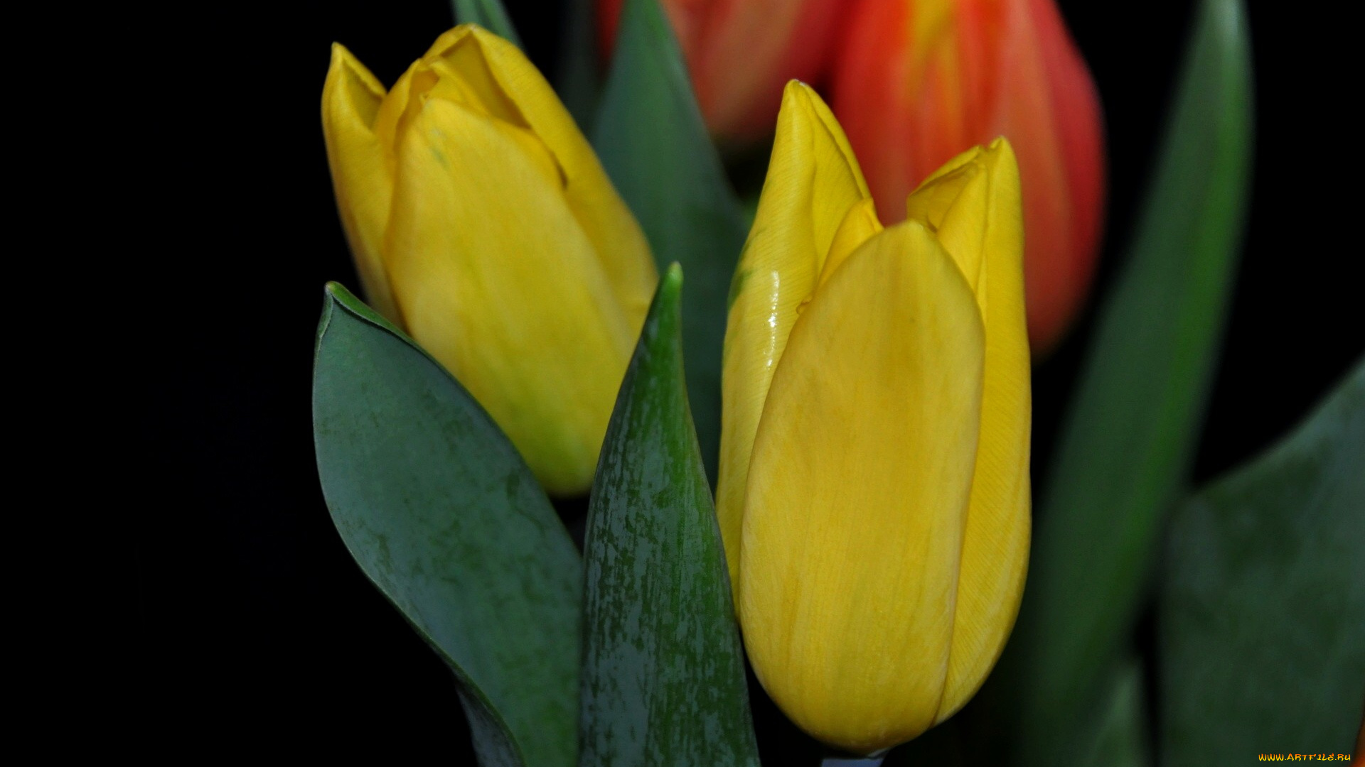 цветы, тюльпаны