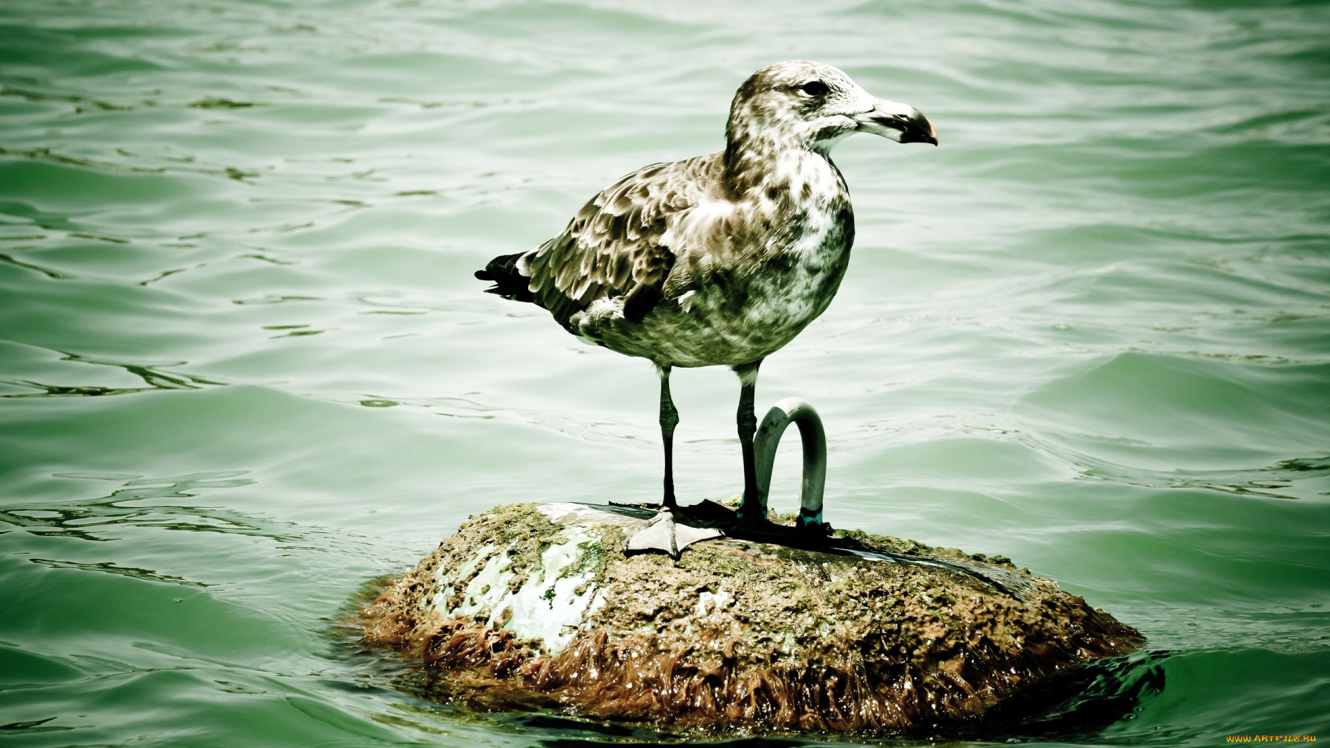 животные, Чайки, бакланы, крачки