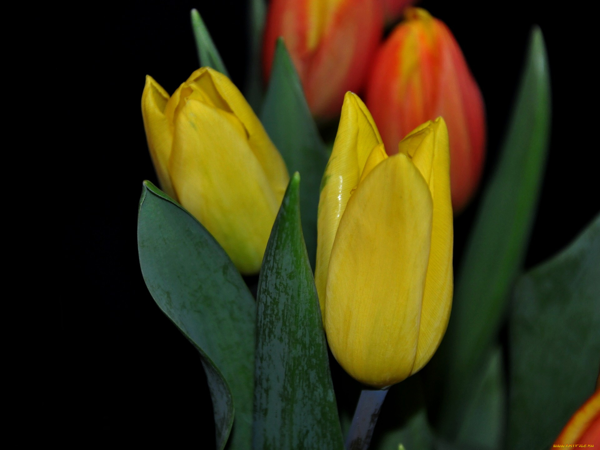 цветы, тюльпаны