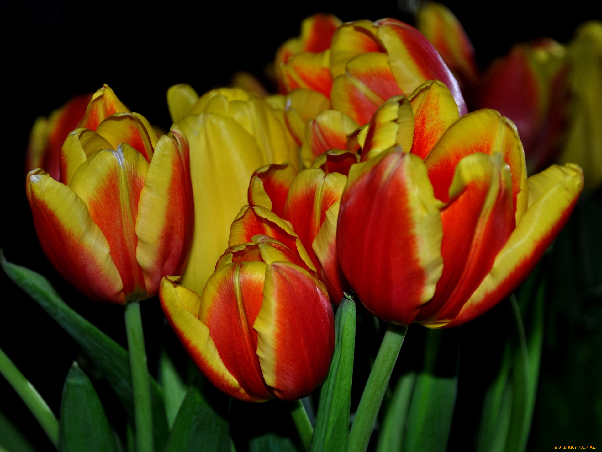 цветы, тюльпаны