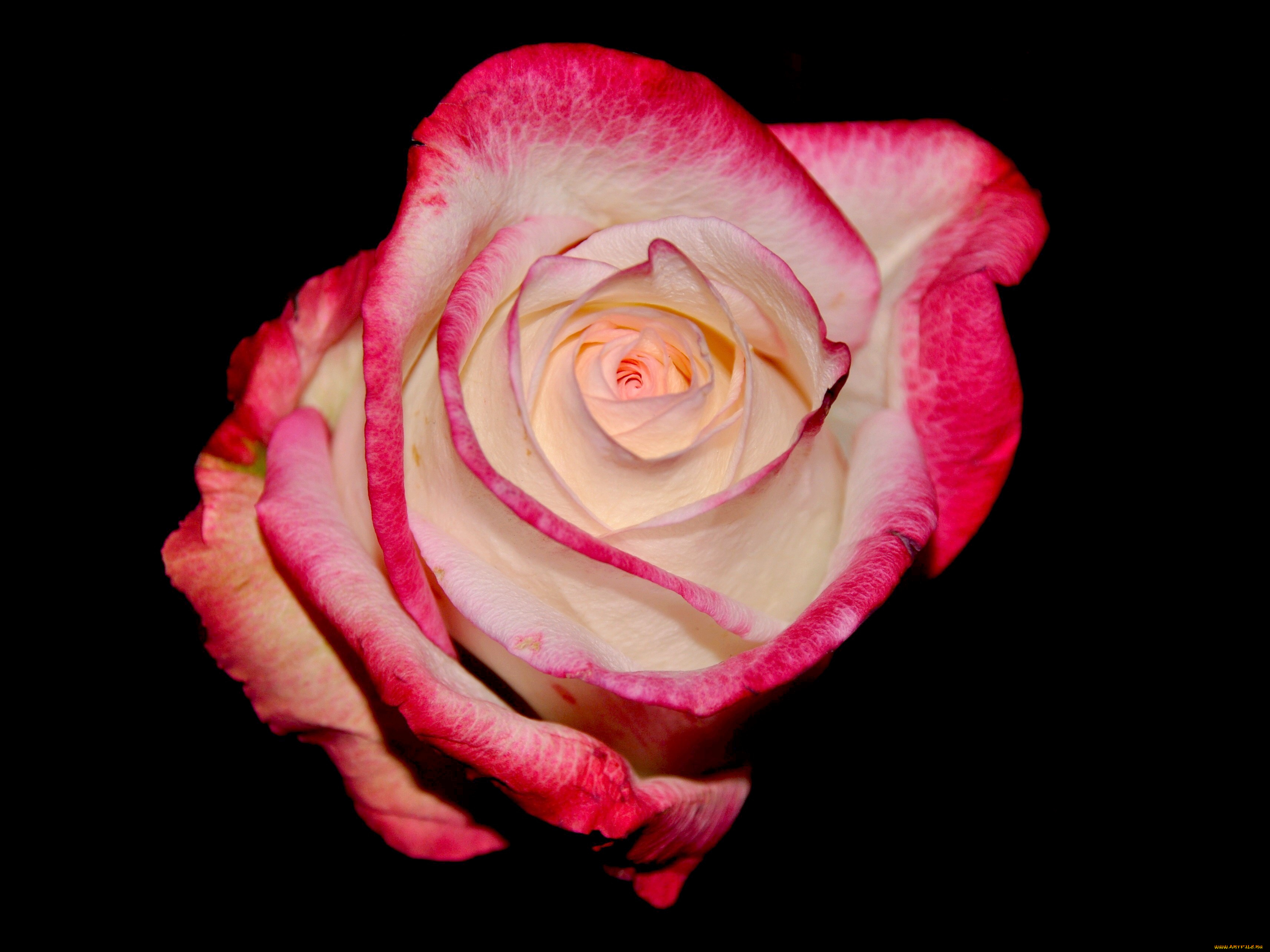 цветы, розы