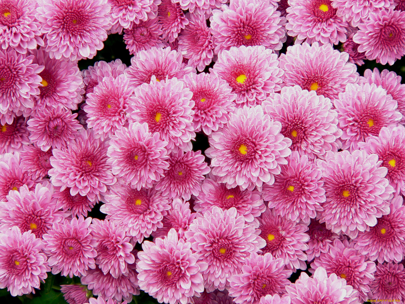 цветы, хризантемы, розовый