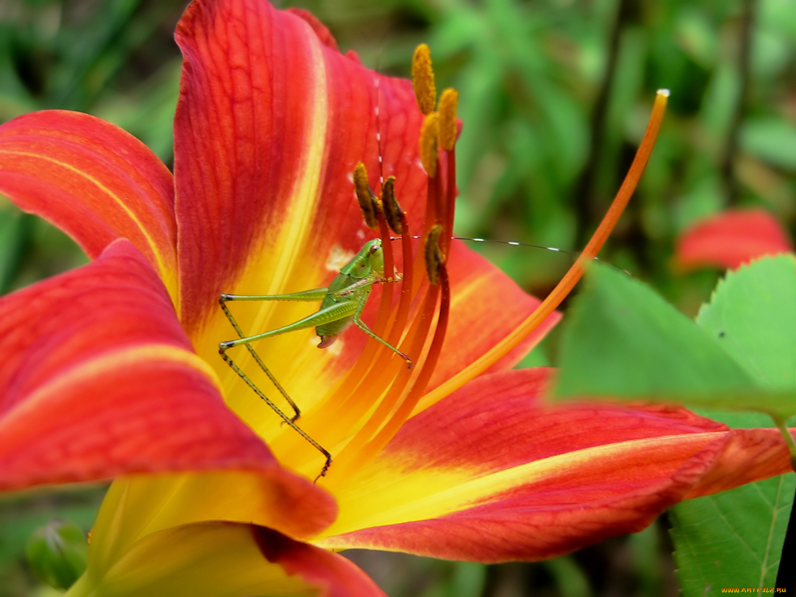 цветы, лилии, лилейники, лепестки