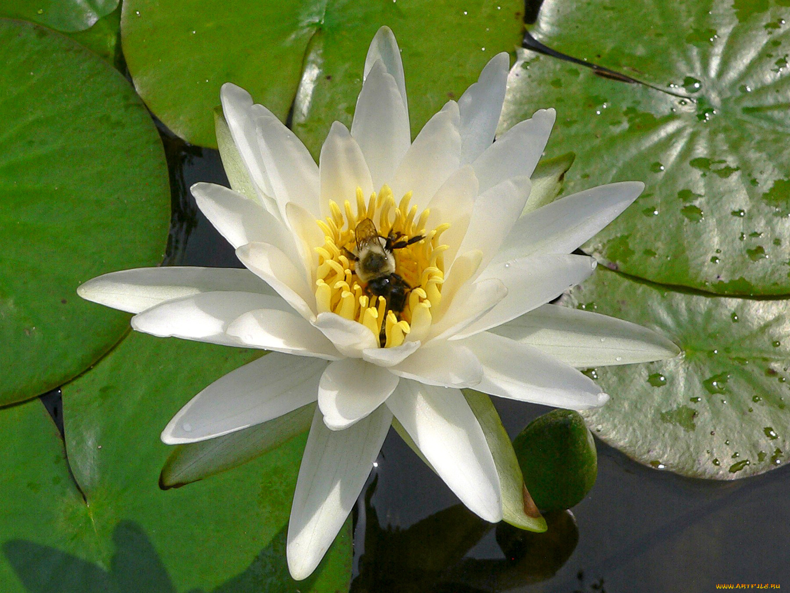 цветы, лилии, водяные, нимфеи, кувшинки, листья