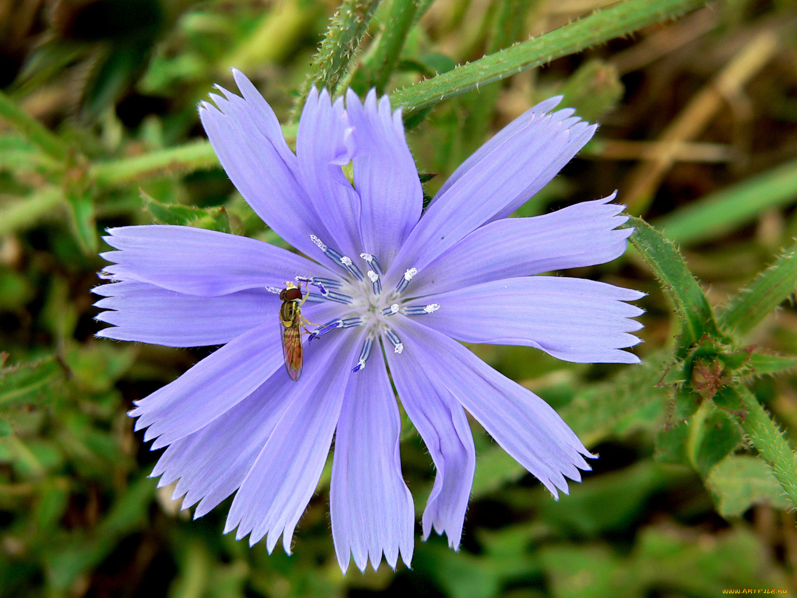 цветы, луговые, полевые, лепестки