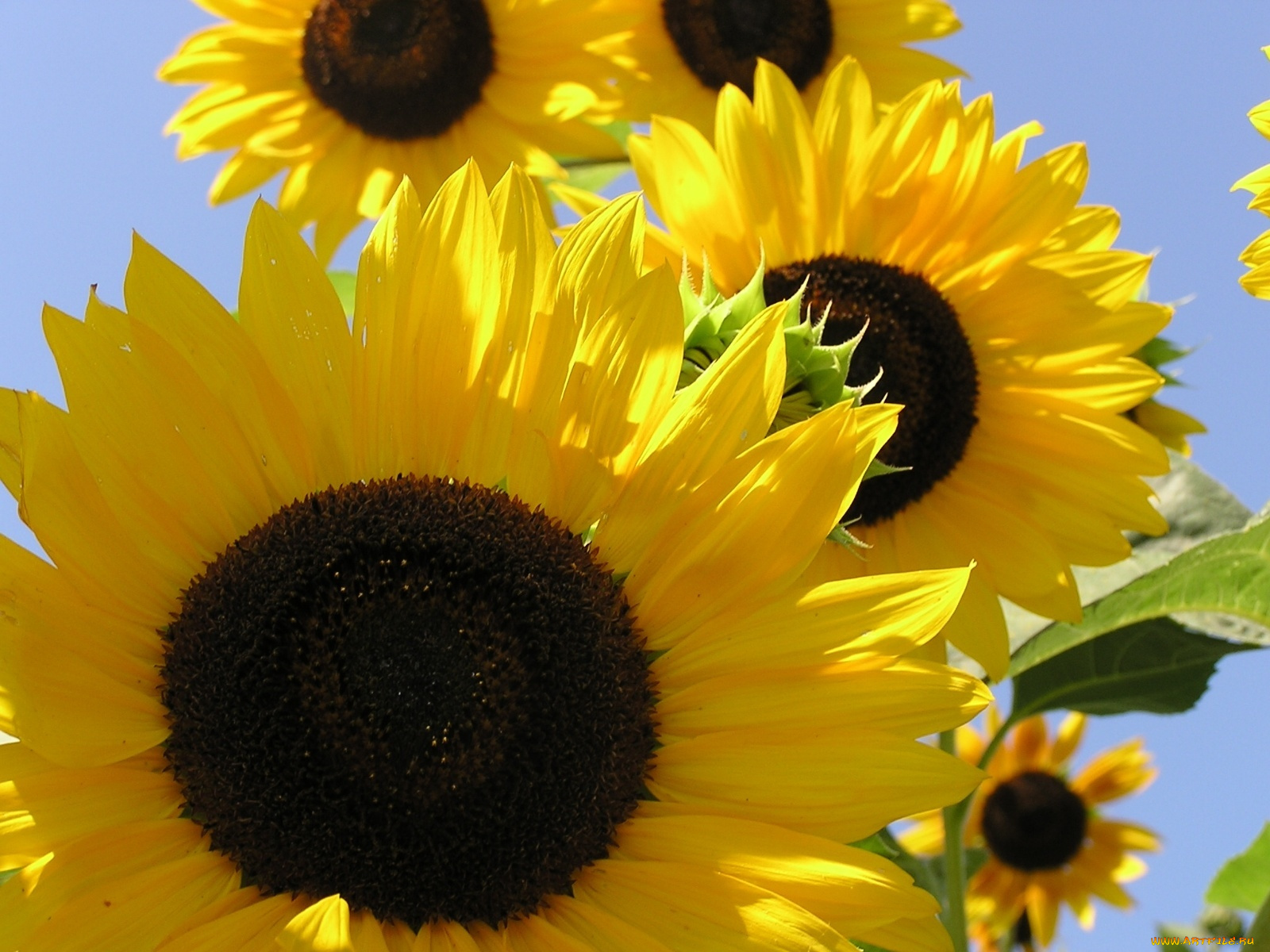 цветы, подсолнухи, желтый