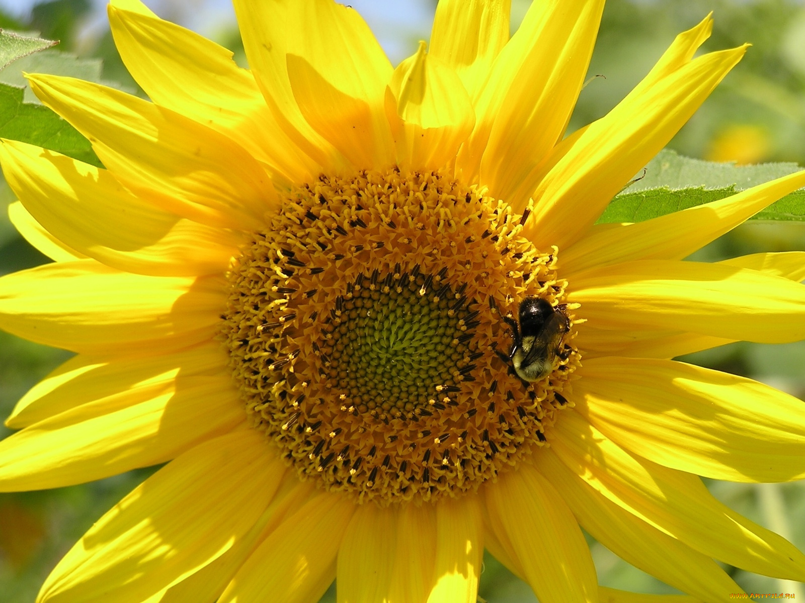 цветы, подсолнухи, желтый