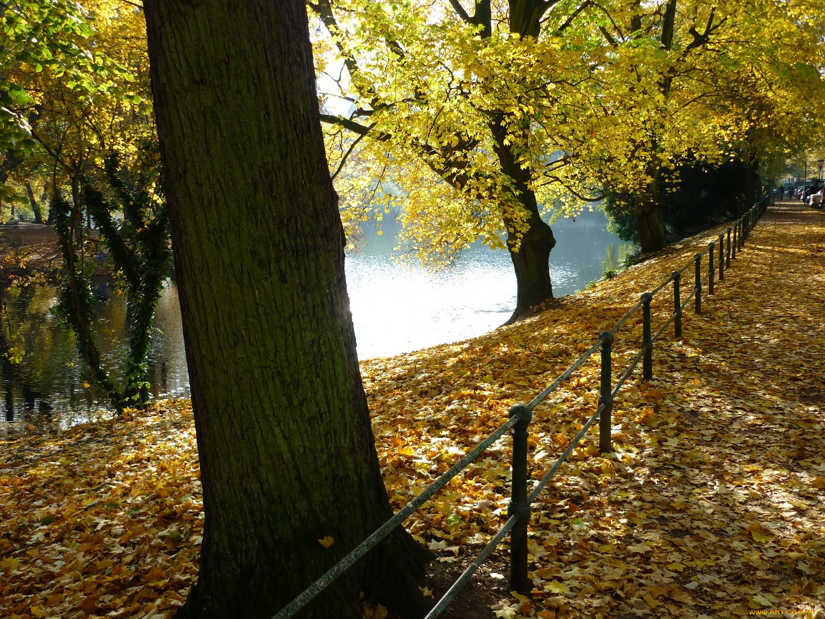 природа, парк, осень