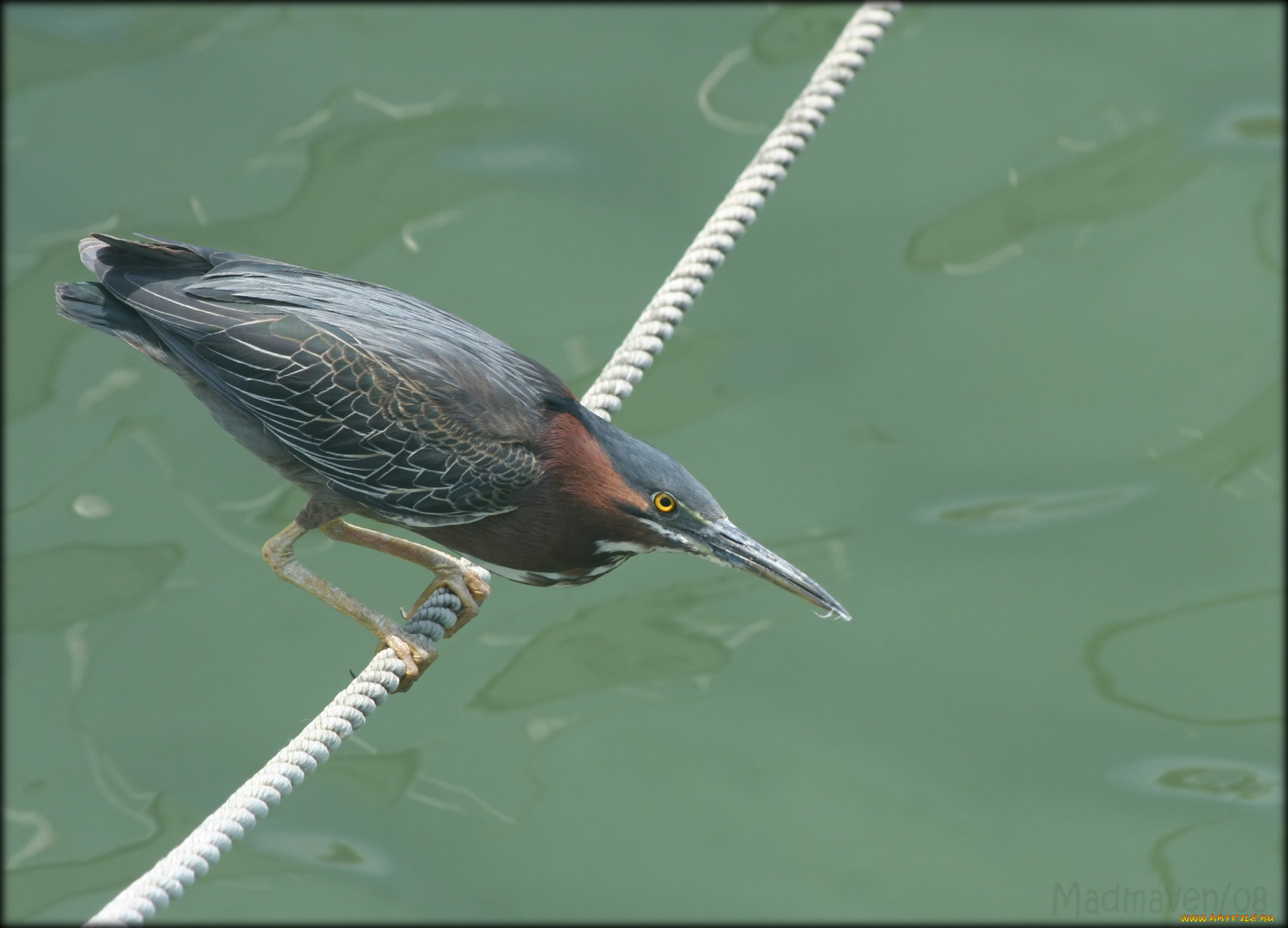 животные, цапли, птица