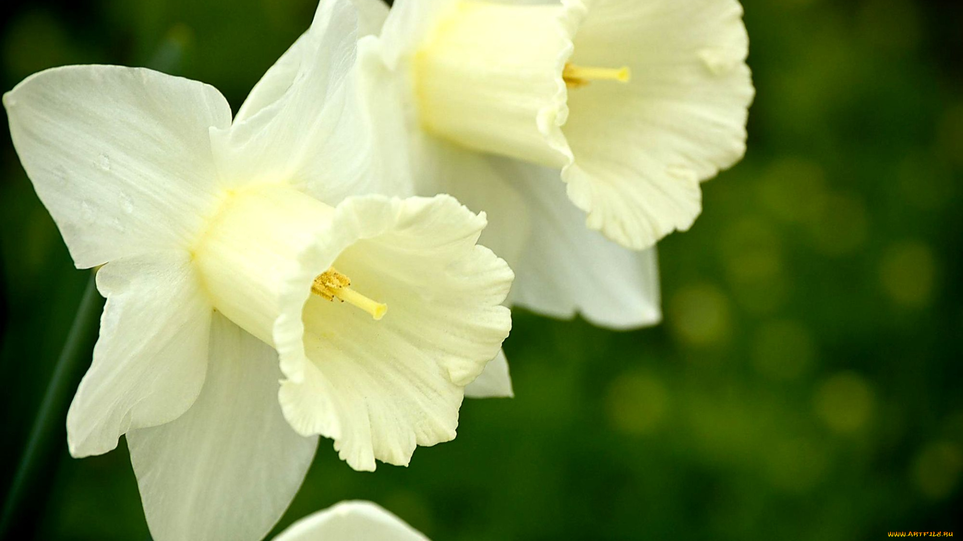 цветы, нарциссы, лепестки