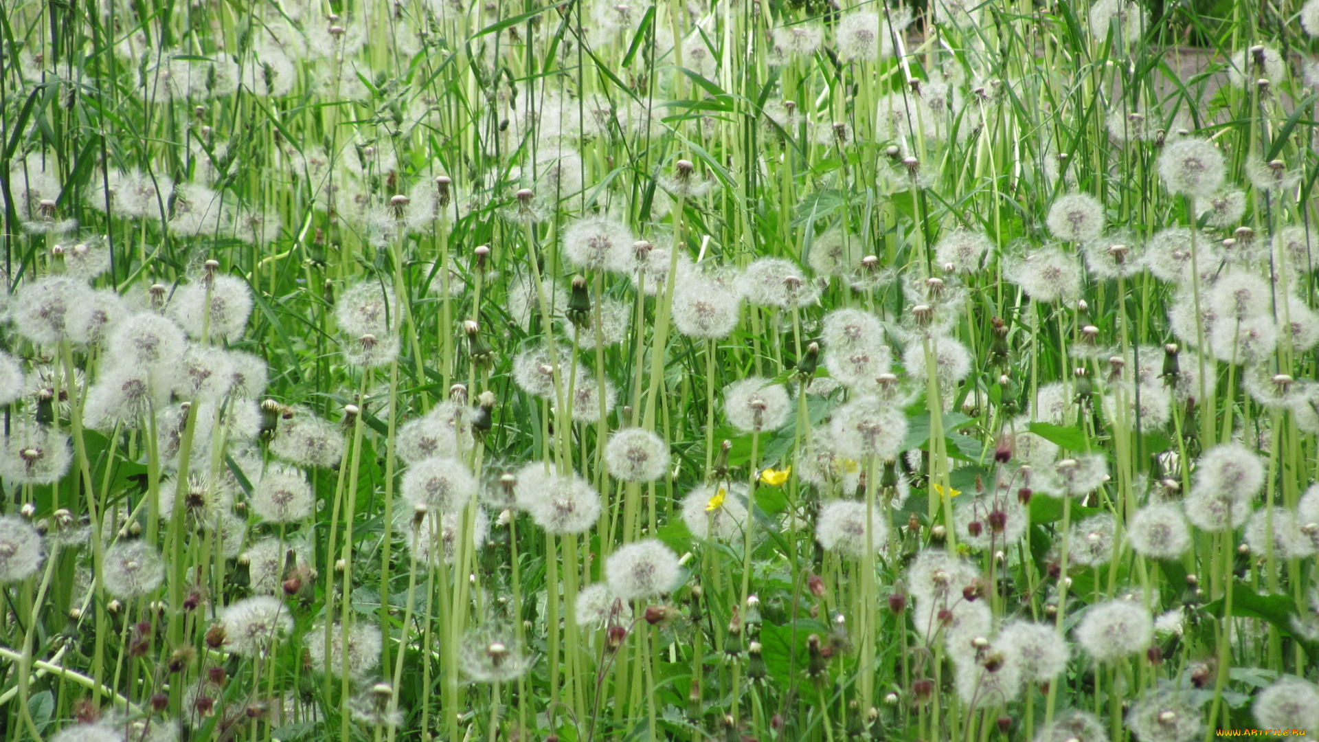 цветы, одуванчики, пушистые