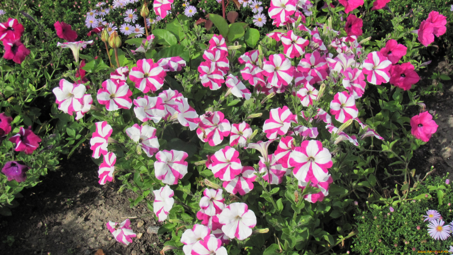 цветы, петунии, калибрахоа, розовый, белый