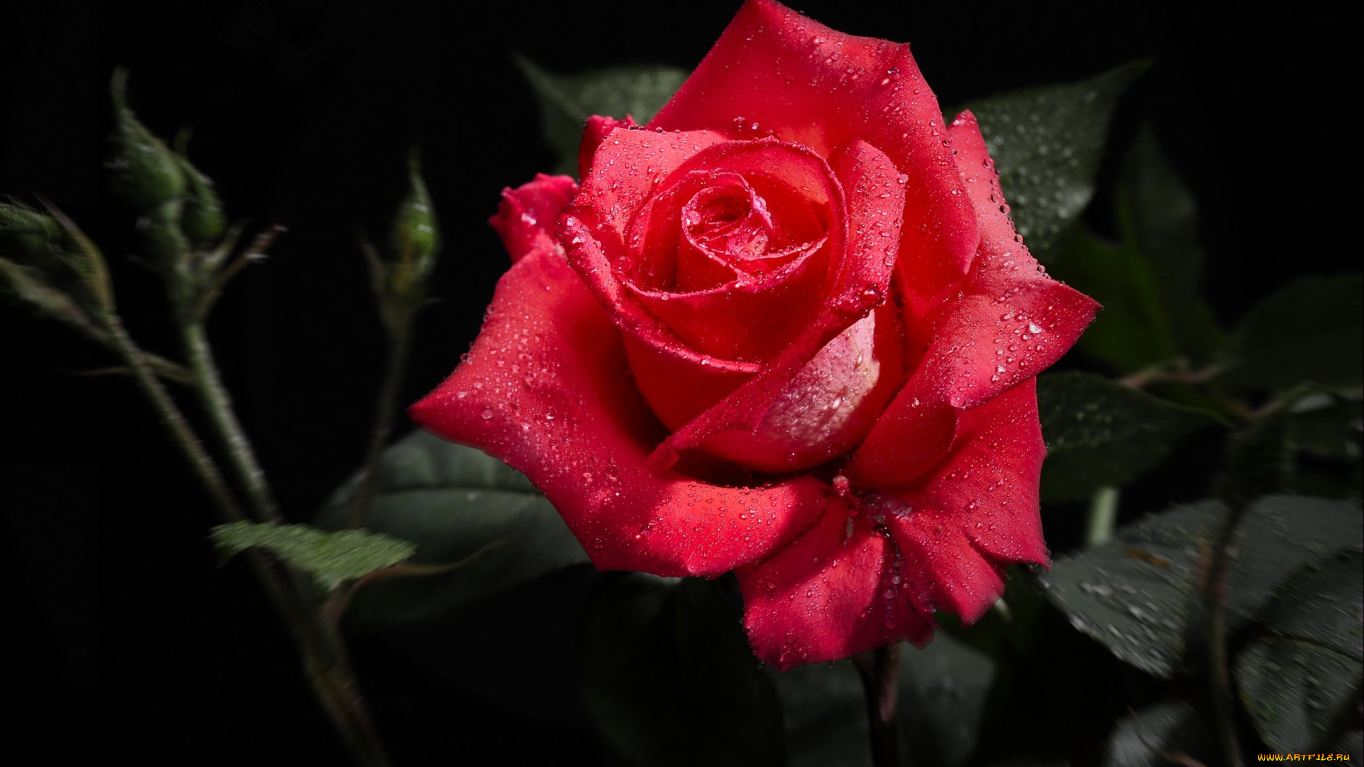 цветы, розы, красный, капли