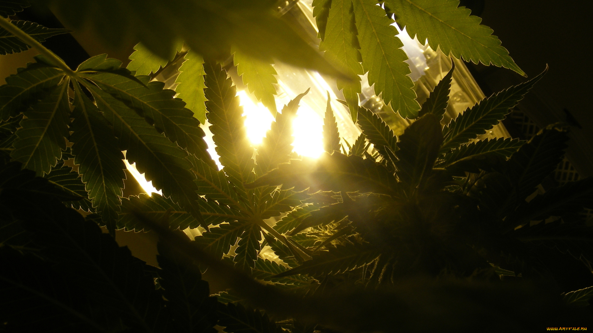 природа, листья, растаманы