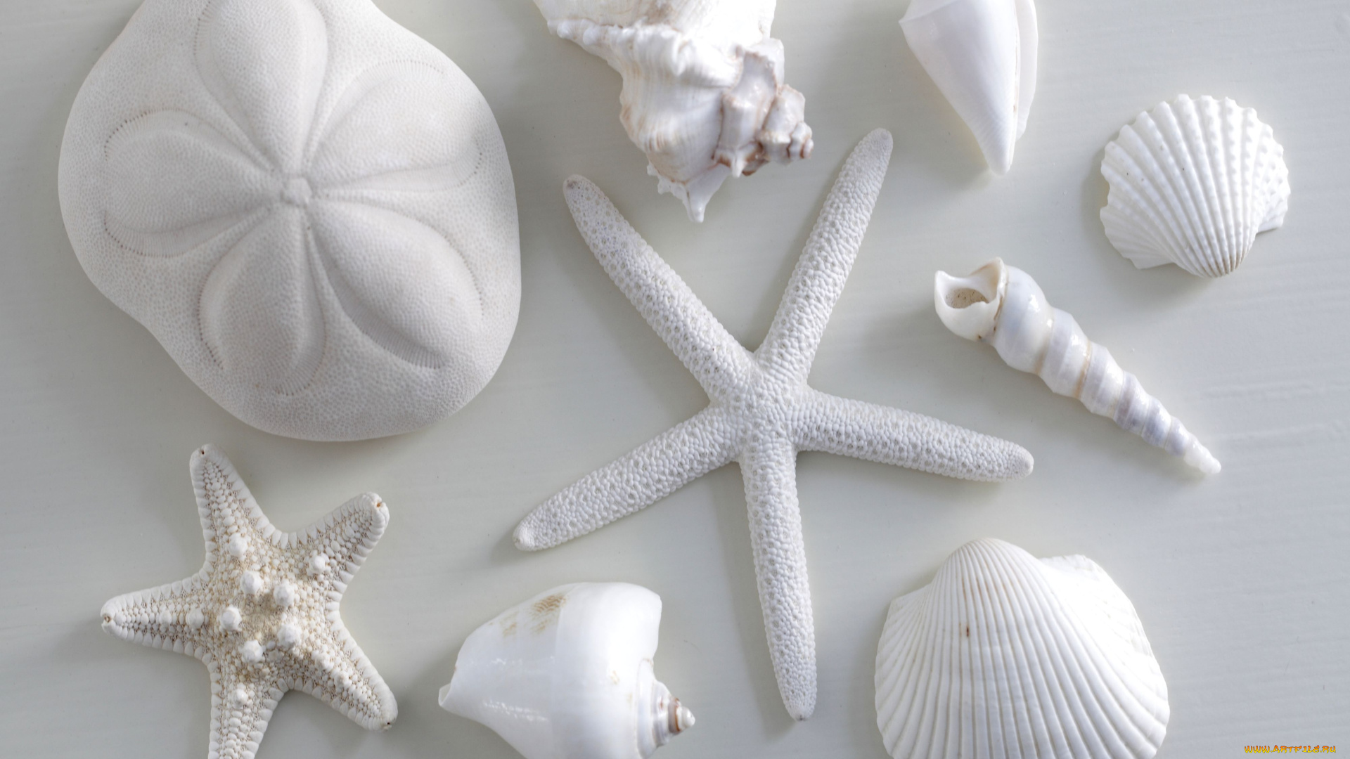 разное, ракушки, кораллы, декоративные, spa, камни, звезда, белый