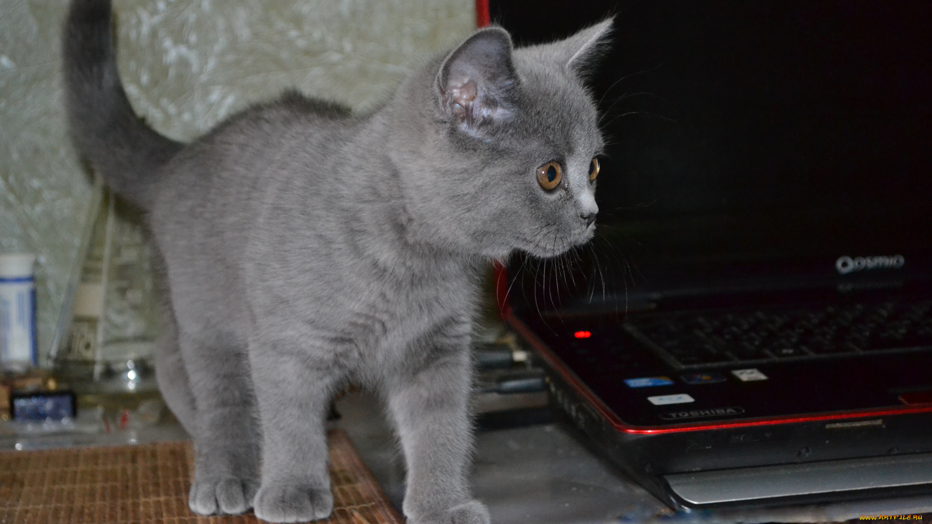 животные, коты, кошки