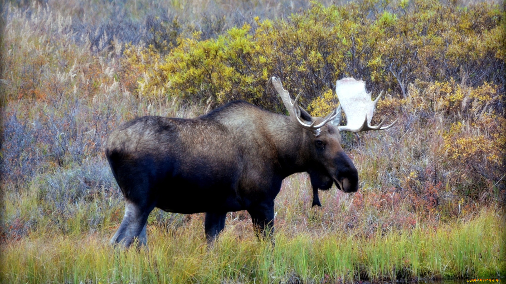 животные, лоси, луг, рога