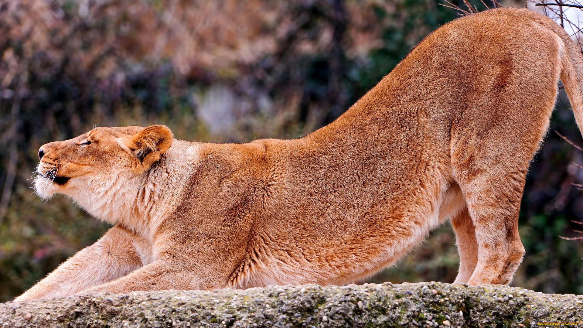 животные, львы, львица, потягушки