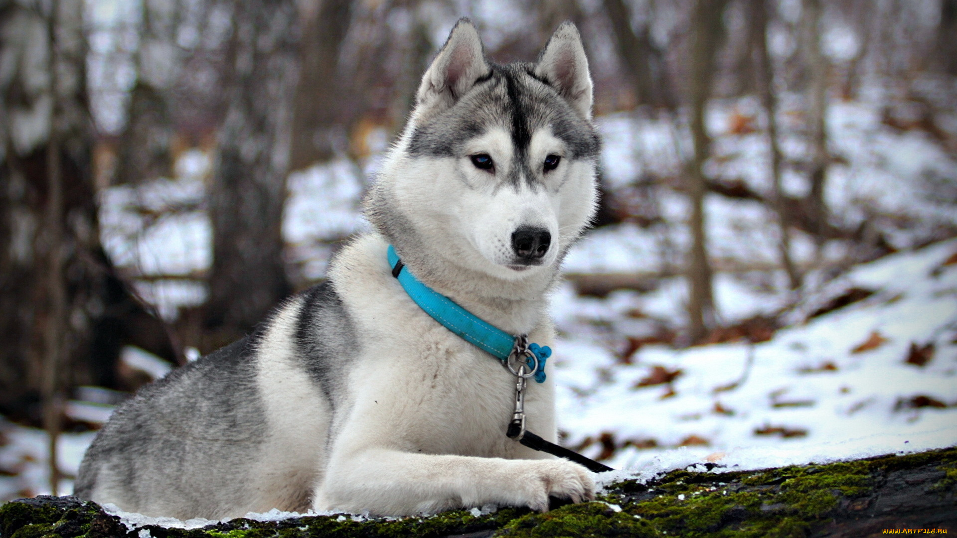 животные, собаки, собака