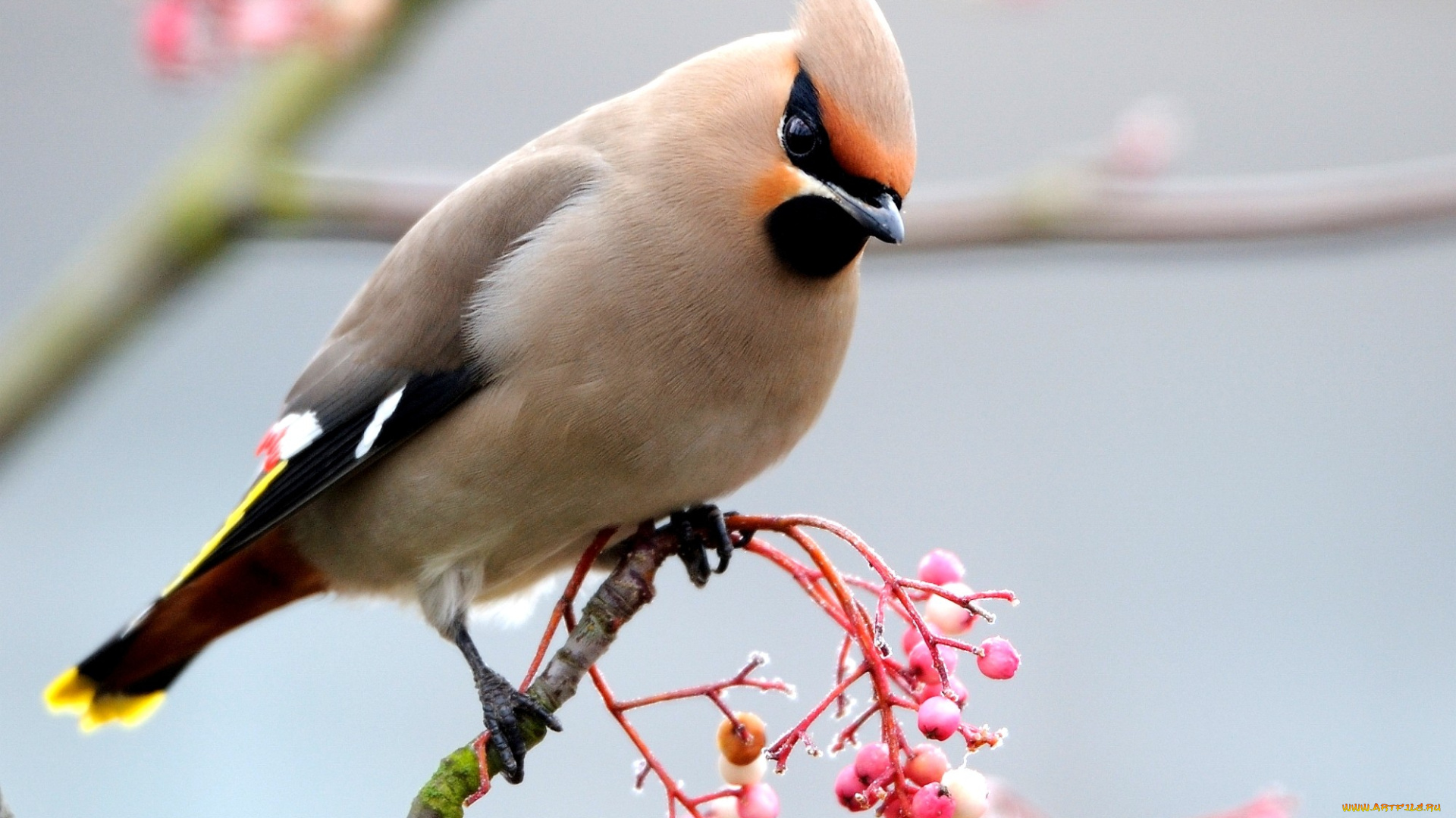 животные, свиристели, ягоды, хохолок, розовый, ветка