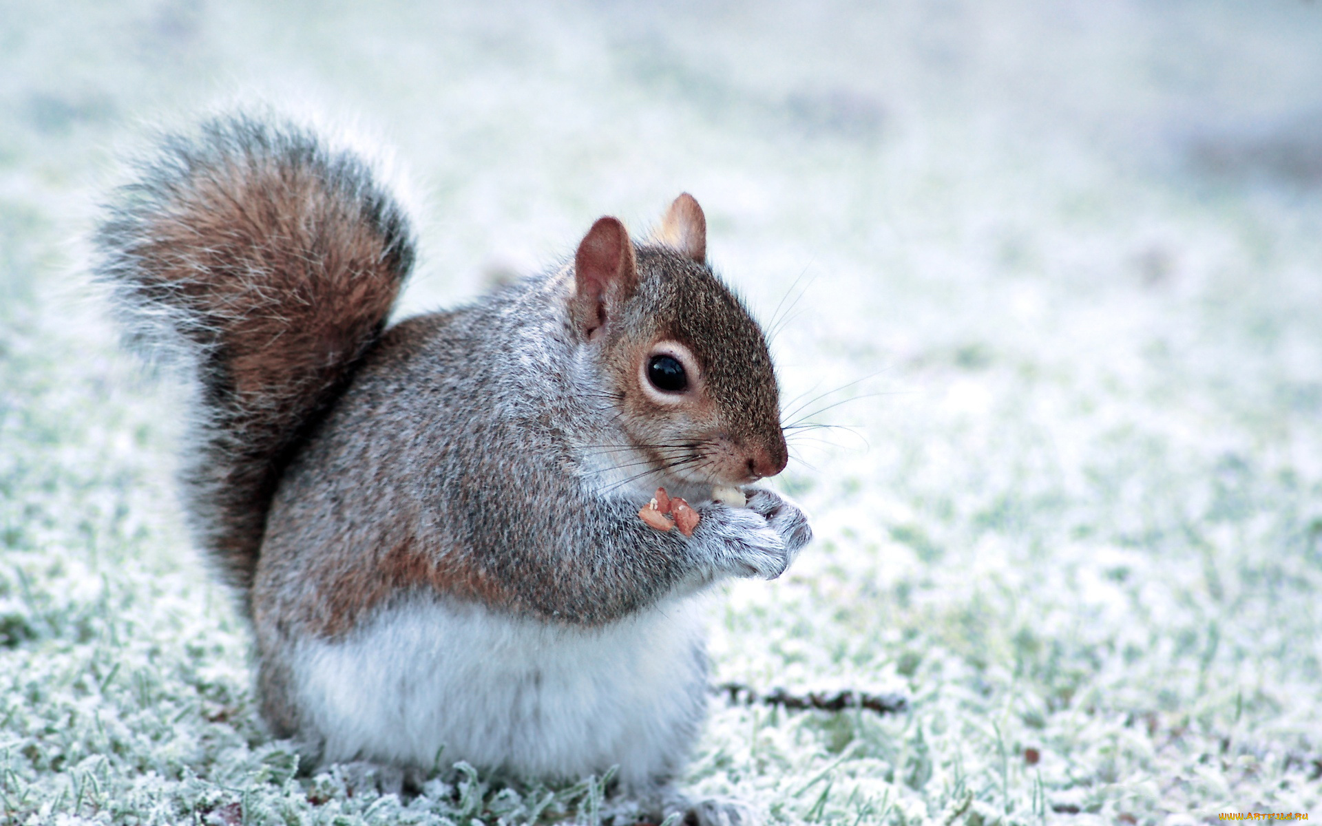 животные, белки, белка, орех