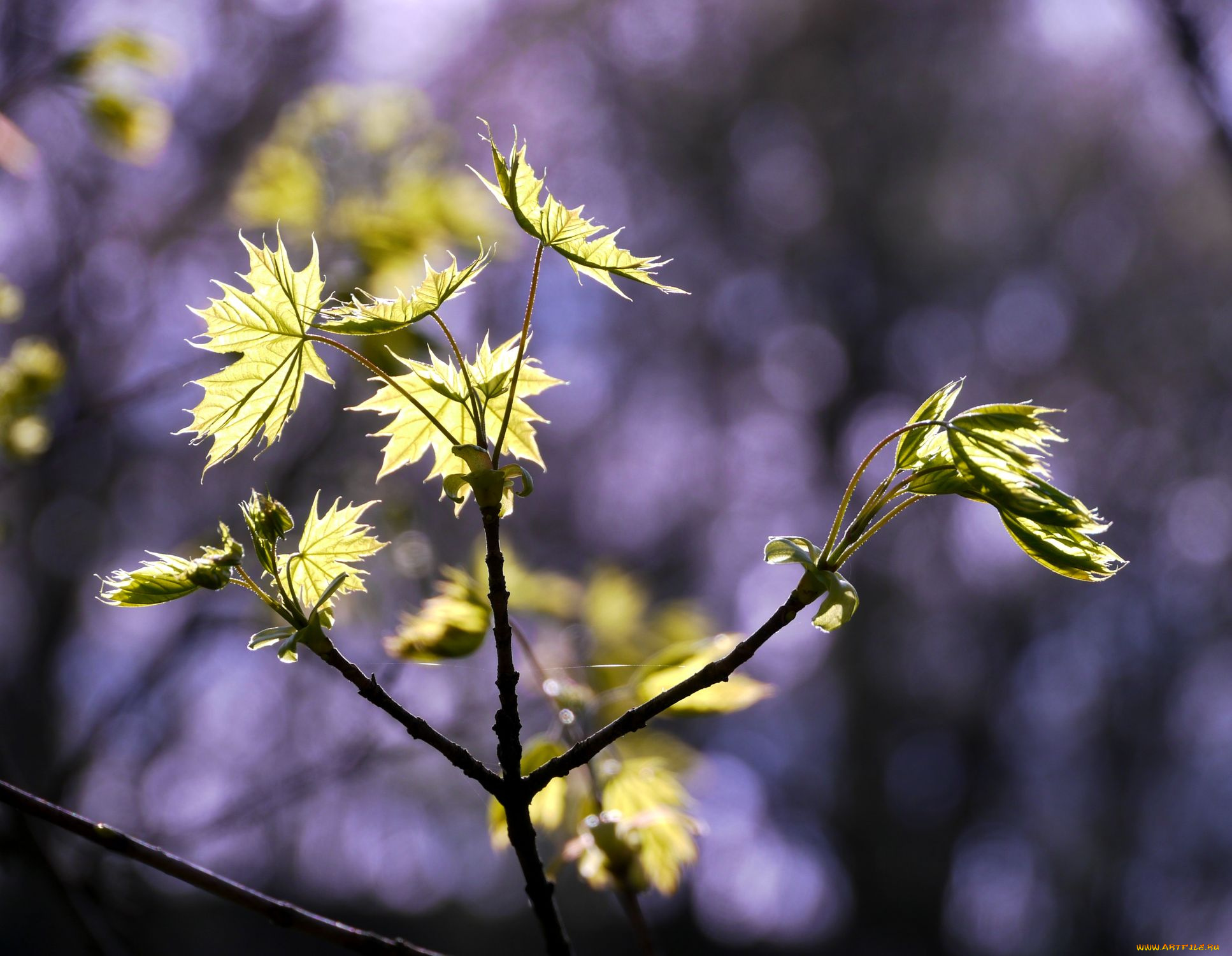 природа, листья, клен