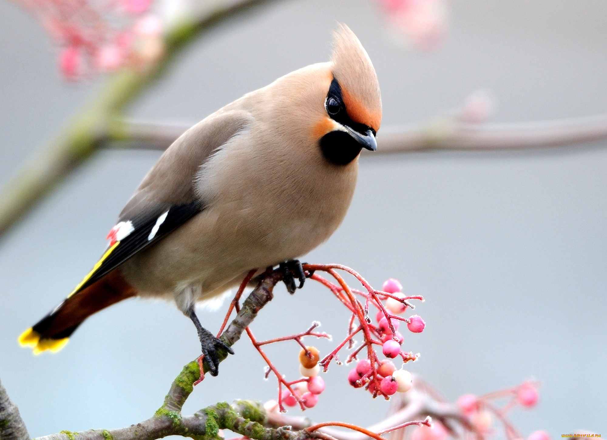 животные, свиристели, ягоды, хохолок, розовый, ветка