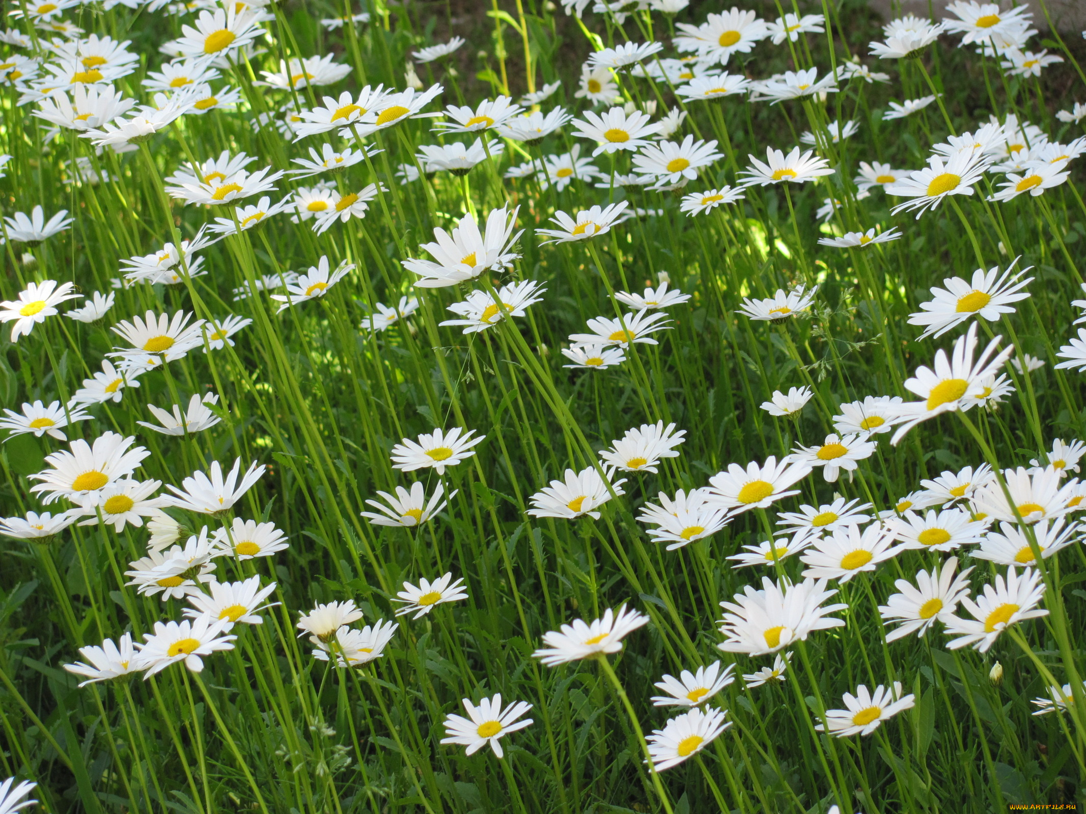 цветы, ромашки, трава