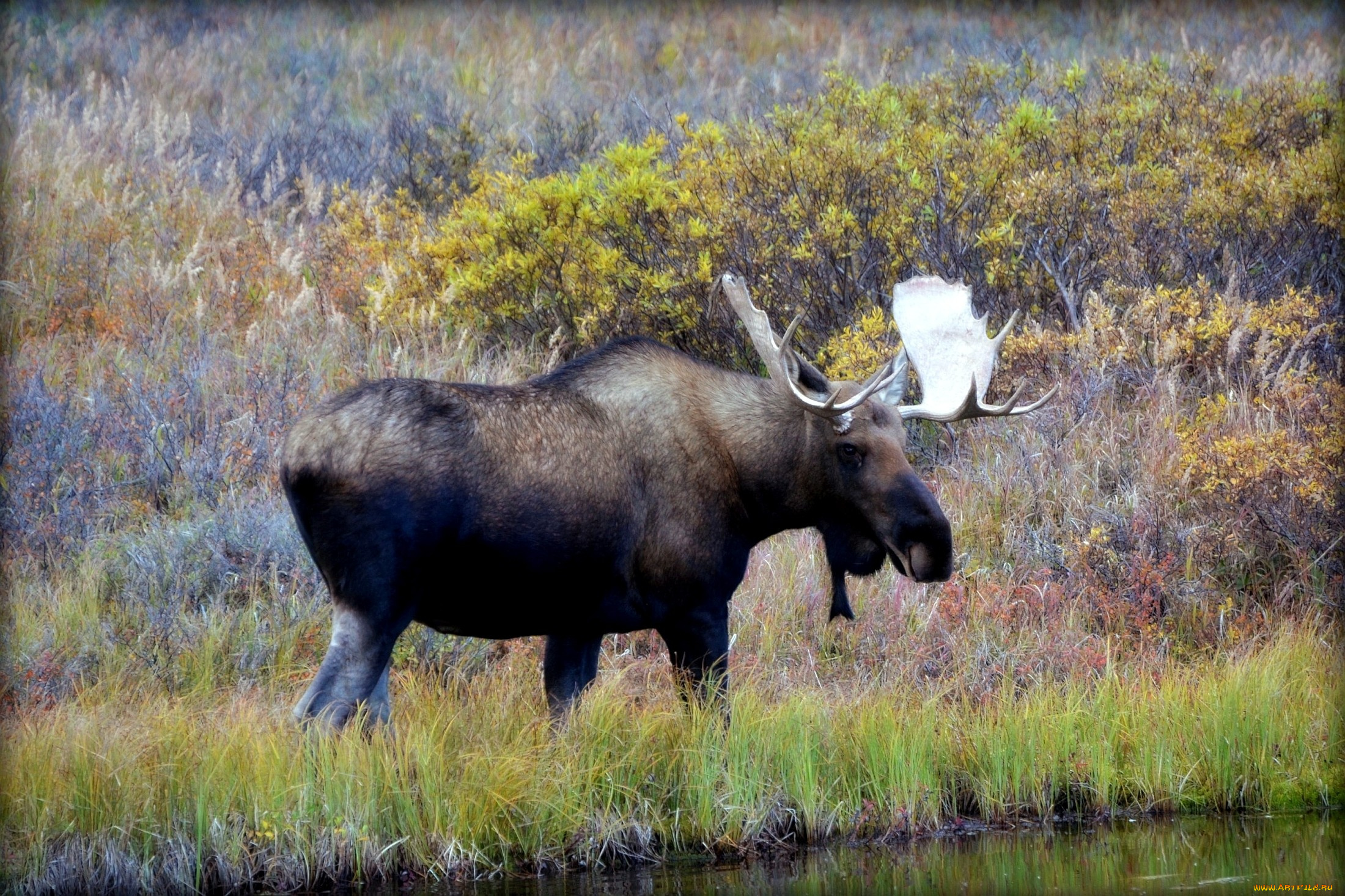животные, лоси, луг, рога