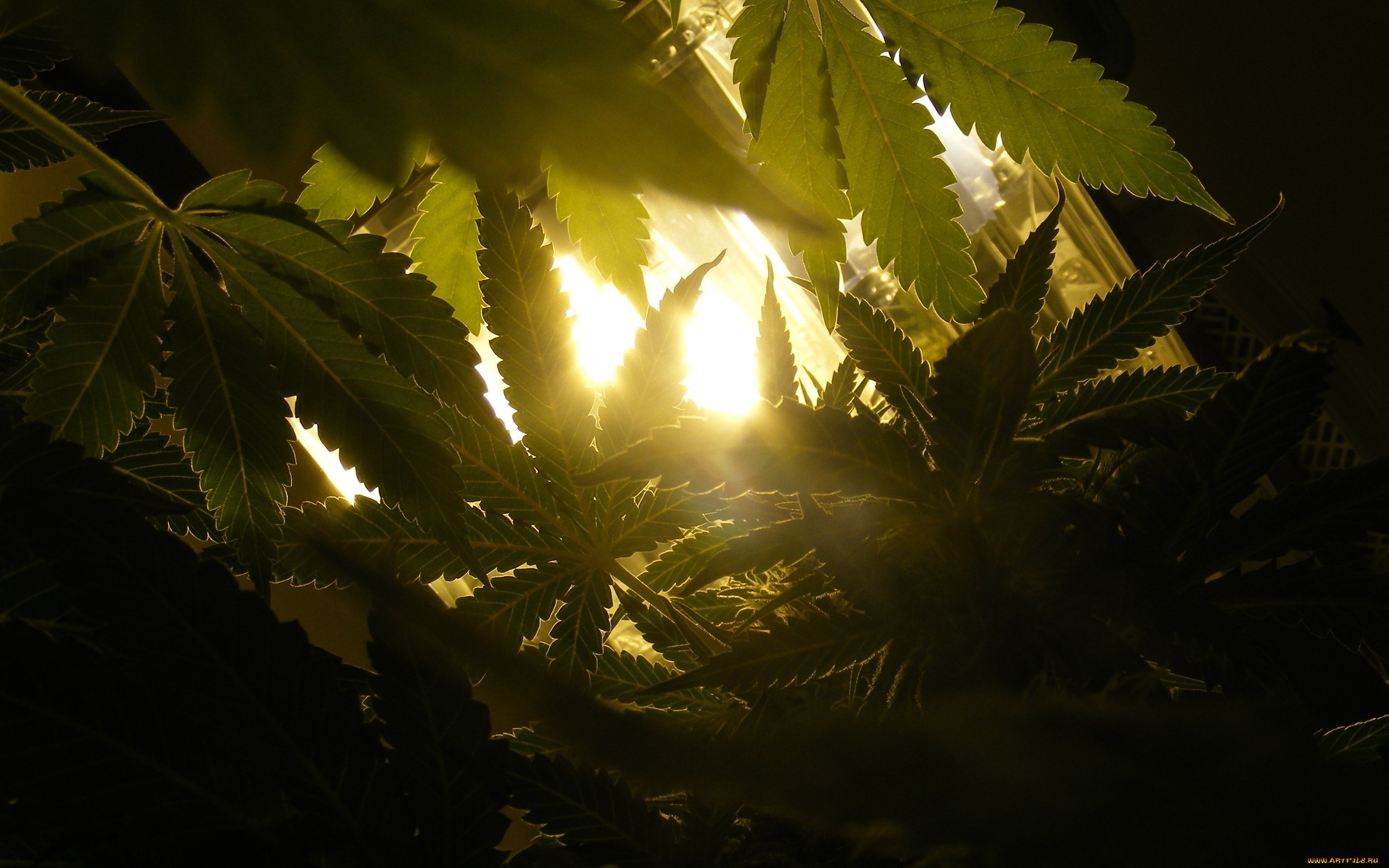 природа, листья, растаманы