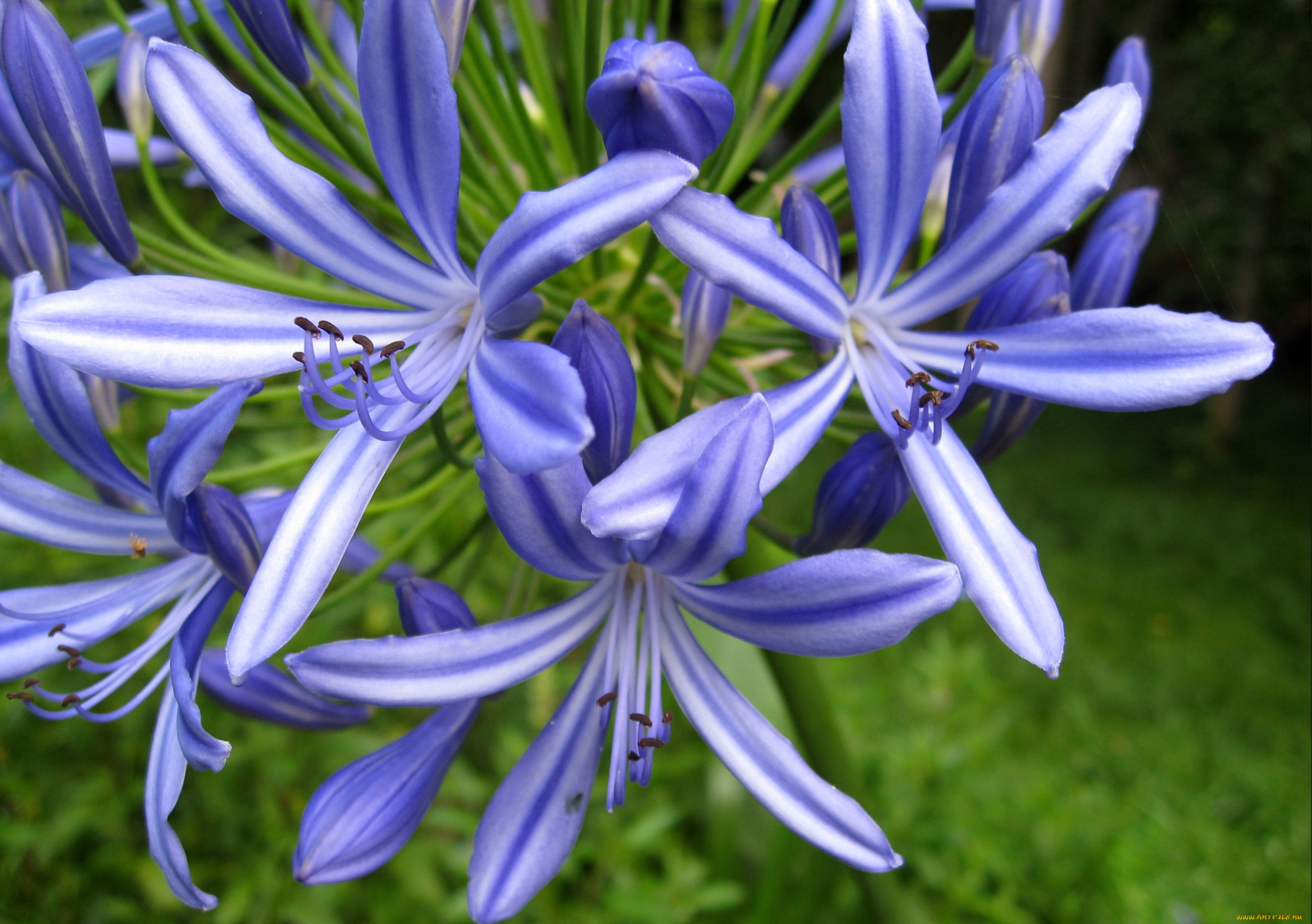 цветы, агапантус, африканская, лилия, синий