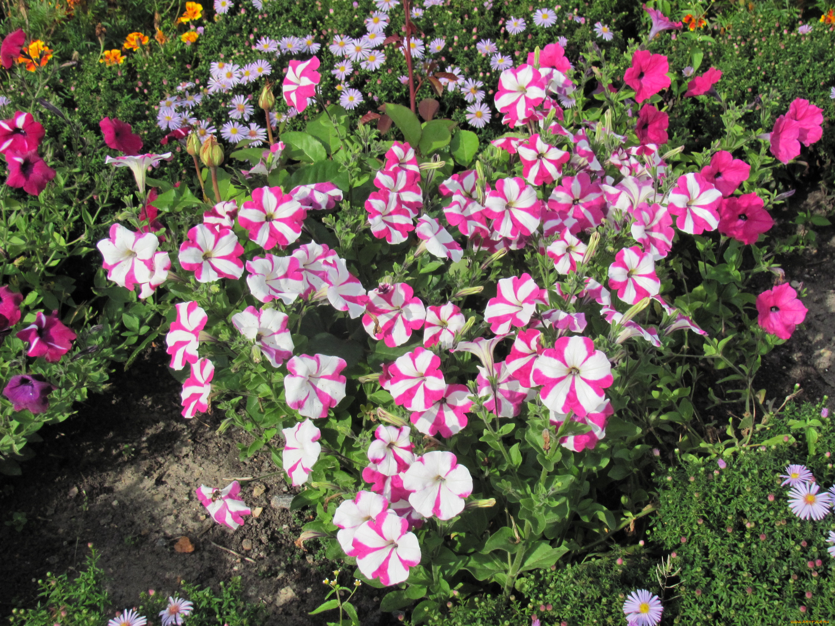 цветы, петунии, калибрахоа, розовый, белый