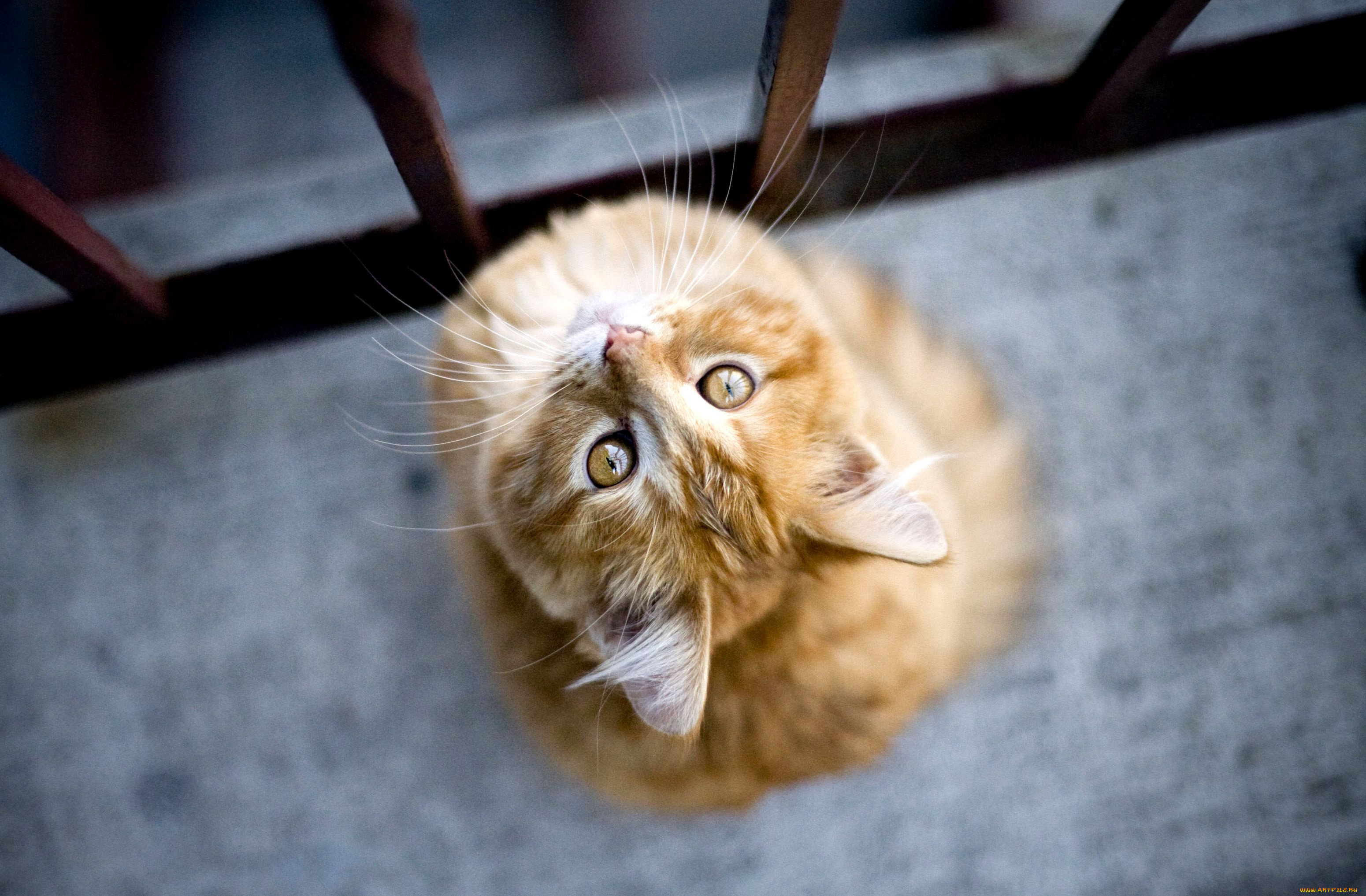 животные, коты, вид, сверху, рыжий