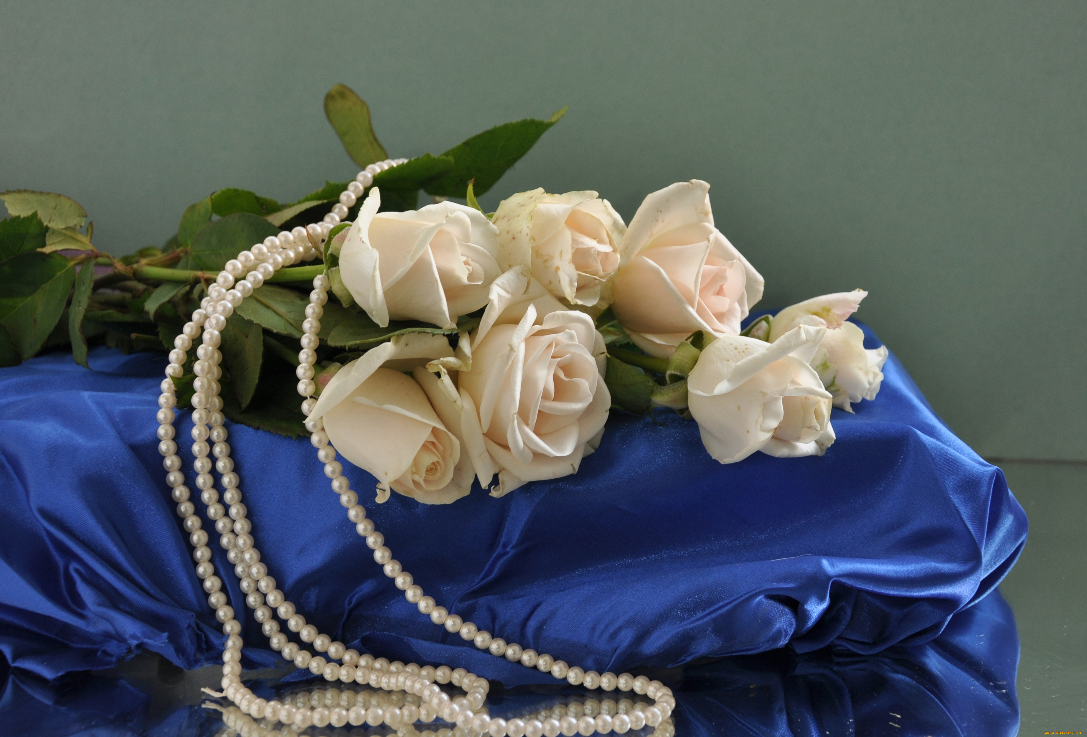 цветы, розы, жемчуг