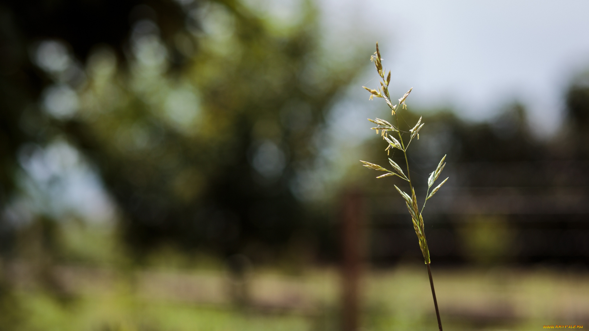 природа, макро, колосок, травинка