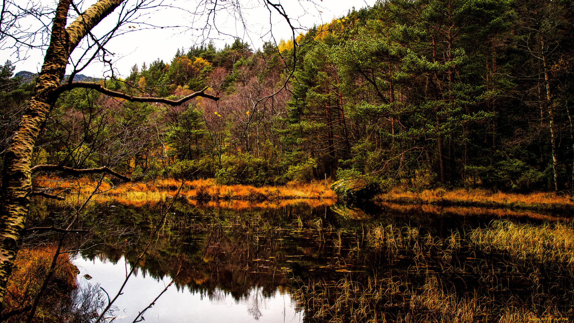 природа, реки, озера, лес, простор, река