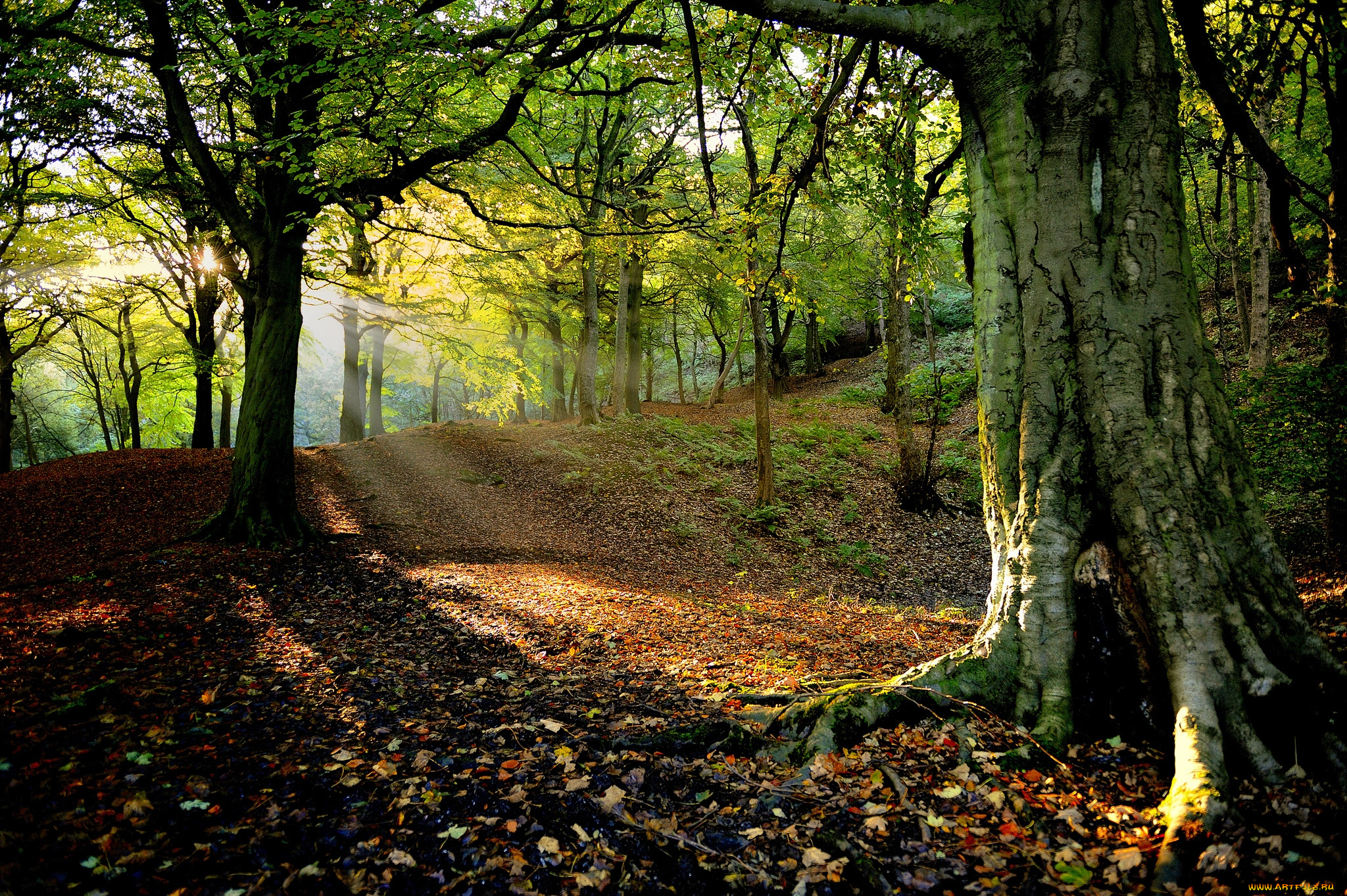 природа, лес, деревья, свет