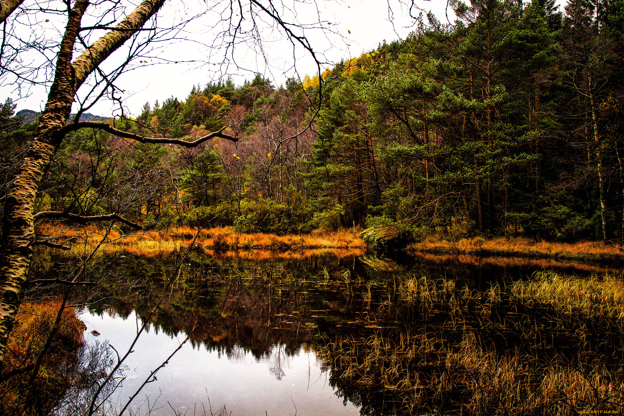 природа, реки, озера, лес, простор, река