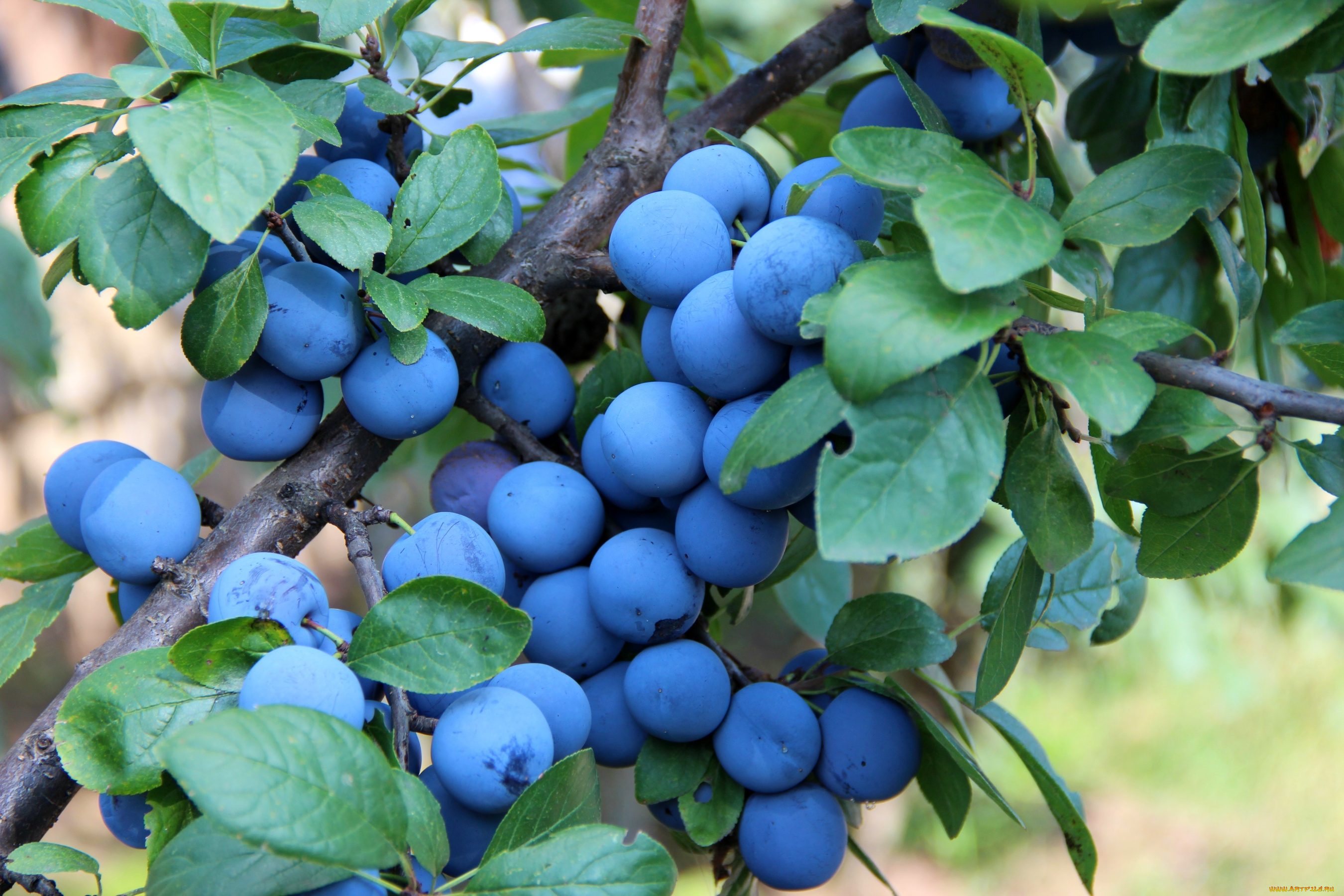 природа, плоды, сливы